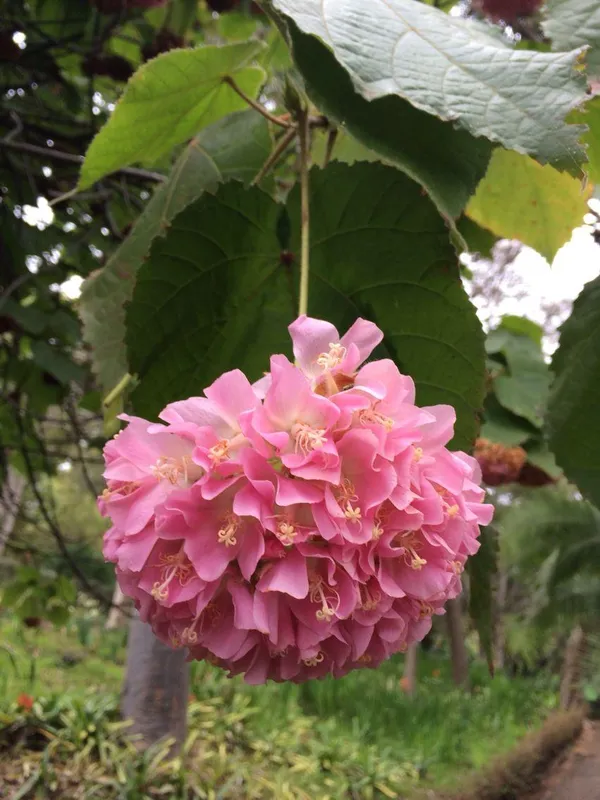 Hybrid_Dombeya_Pink_Flower_Plant_(_Pack_Of-1_)