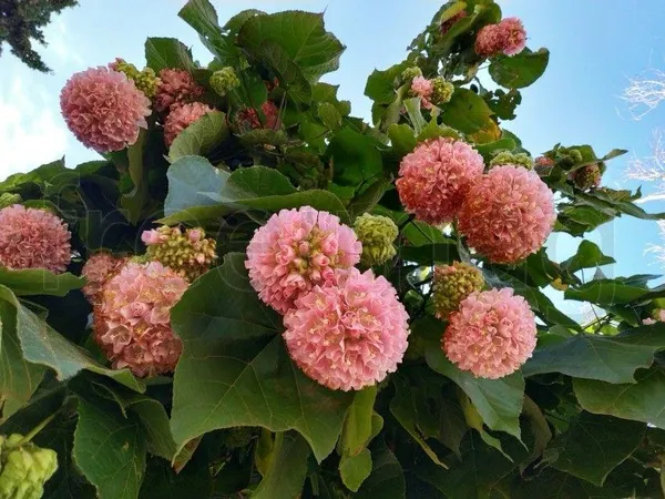 Hybrid_Dombeya_Pink_Flower_Plant_(_Pack_Of-1_)
