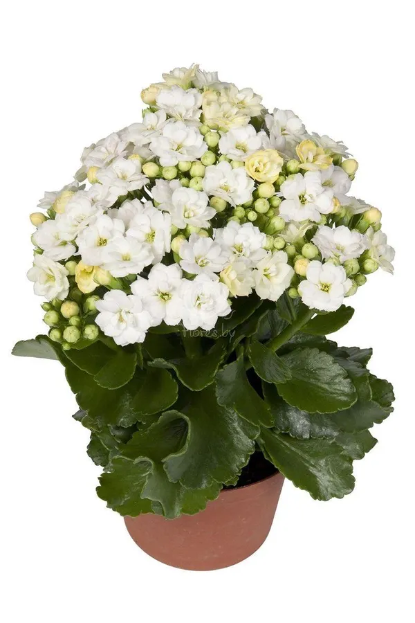 Kalanchoe_White_Flower_Plant_(Pack_Of-1_)