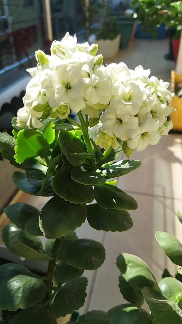 Kalanchoe_White_Flower_Plant_(Pack_Of-1_)