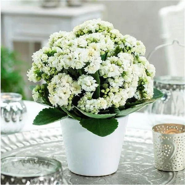 Kalanchoe_White_Flower_Plant_(Pack_Of-1_)