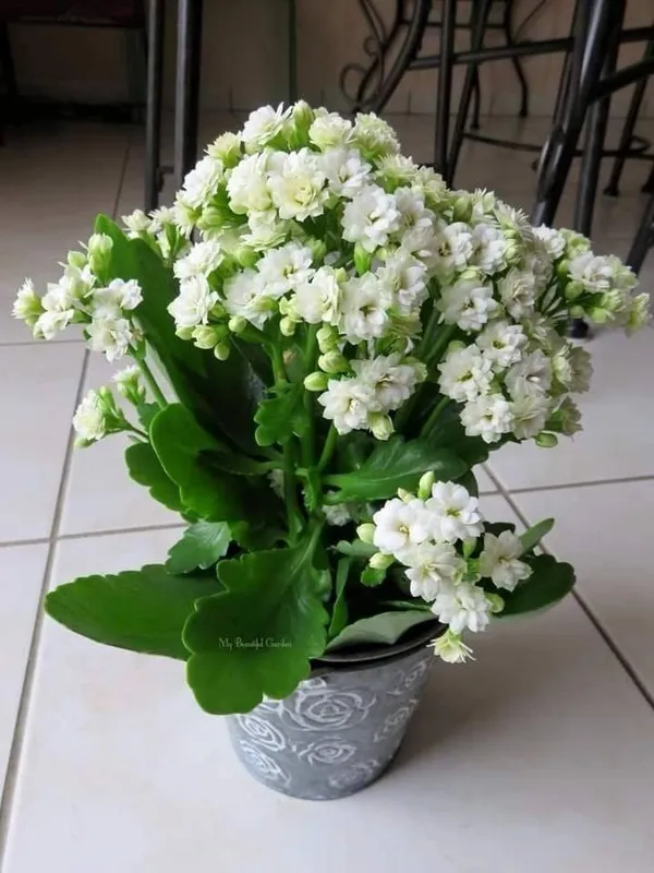 Kalanchoe_White_Flower_Plant_(Pack_Of-1_)