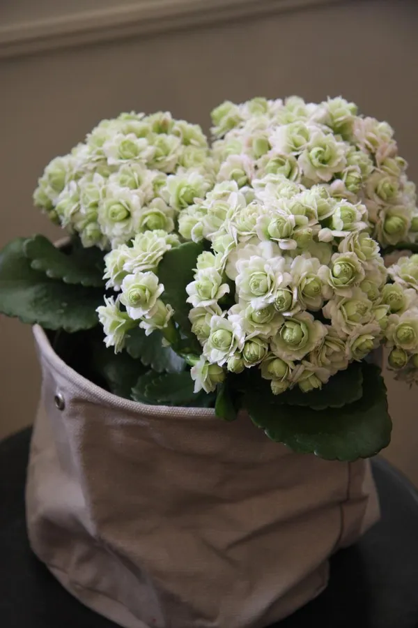Kalanchoe_White_Flower_Plant_(Pack_Of-1_)