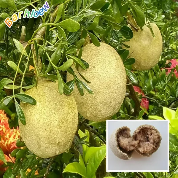 Wood_Apple_Plant_(Hybrid_&_Grafting)_Pack_Of-1