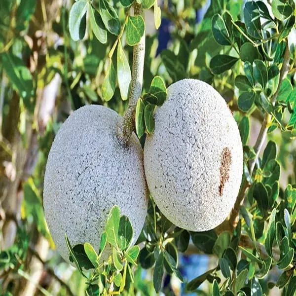 Wood_Apple_Plant_(Hybrid_&_Grafting)_Pack_Of-1