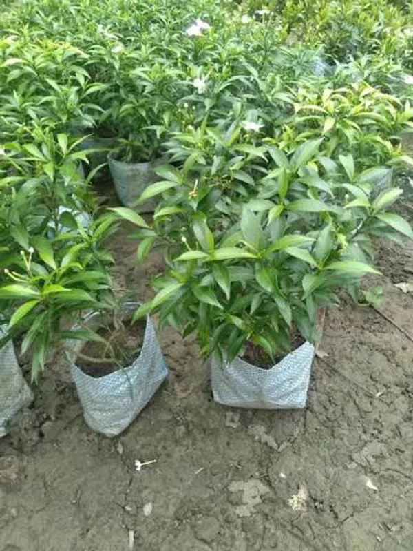 Mini_Togor_Flower_Plant_(Pack_Of-1_)