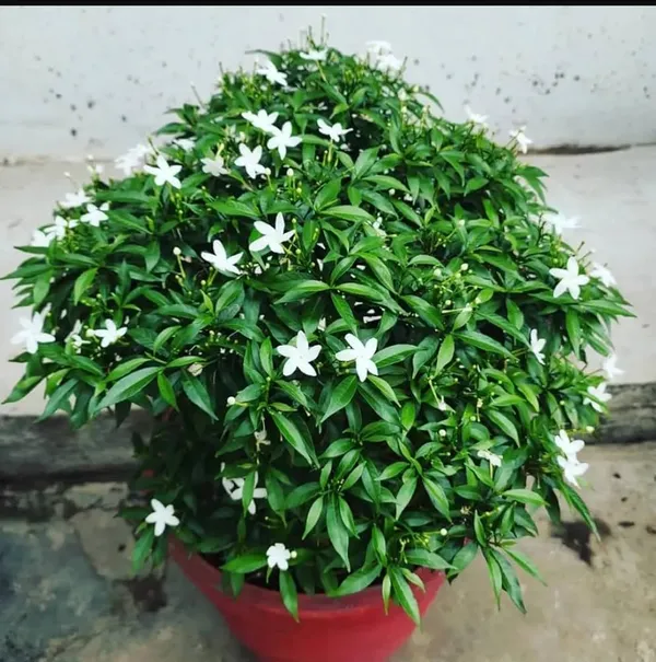 Mini_Togor_Flower_Plant_(Pack_Of-1_)