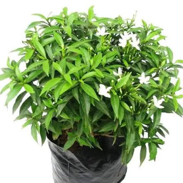 Mini_Togor_Flower_Plant_(Pack_Of-1_)