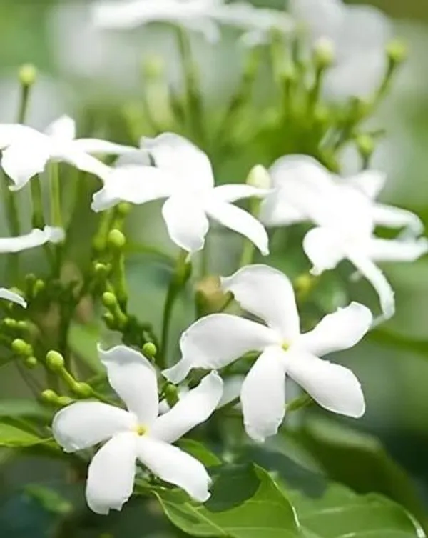 Mini_Togor_Flower_Plant_(Pack_Of-1_)
