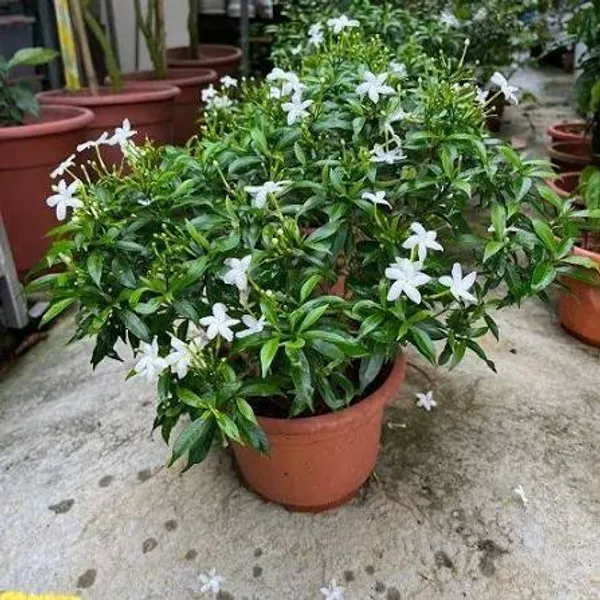 Mini_Togor_Flower_Plant_(Pack_Of-1_)