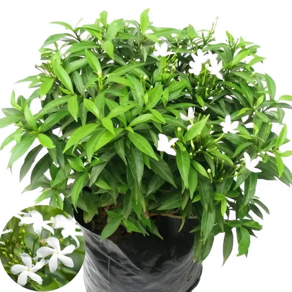 Mini_Togor_Flower_Plant_(Pack_Of-1_)