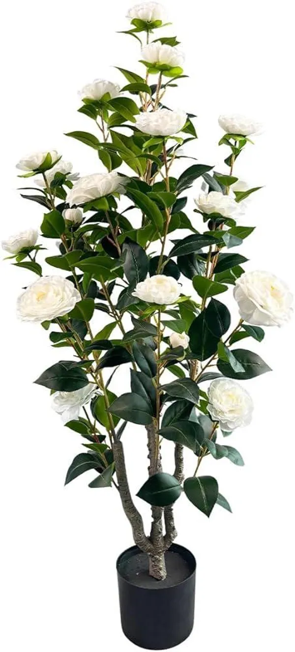 Hybrid_White_Camellia_Flower_Plant_(Pack_Of-1)