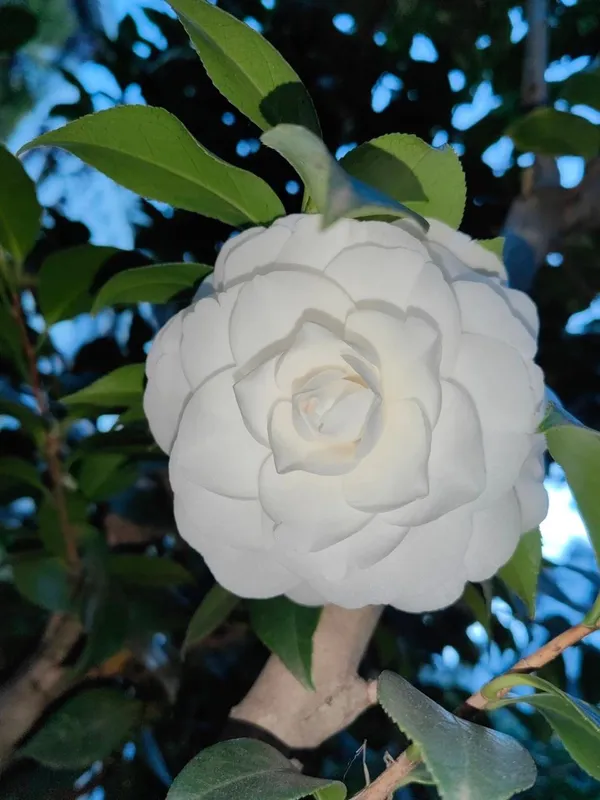 Hybrid_White_Camellia_Flower_Plant_(Pack_Of-1)