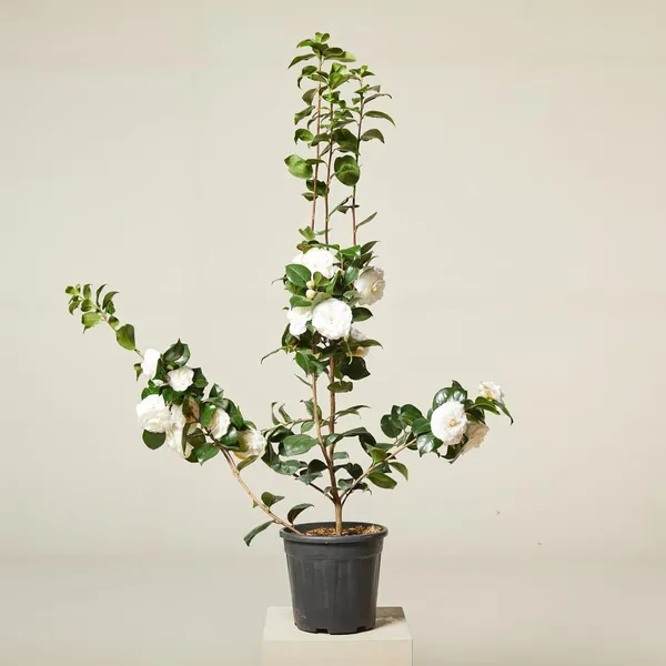 Hybrid_White_Camellia_Flower_Plant_(Pack_Of-1)
