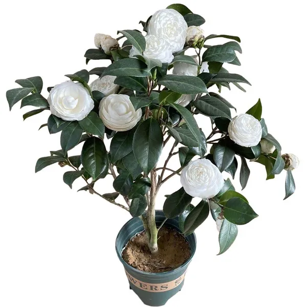 Hybrid_White_Camellia_Flower_Plant_(Pack_Of-1)