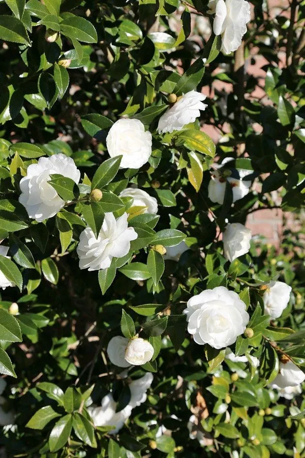 Hybrid_White_Camellia_Flower_Plant_(Pack_Of-1)