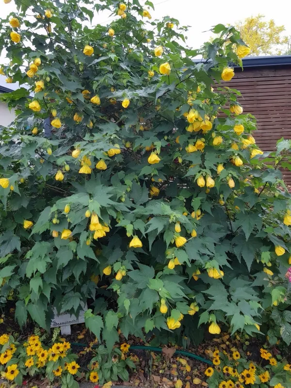 Yellow_Lantern_Hibiscus_🌺🌺🌺_Flower_Plant_(Pack_Of-1_)