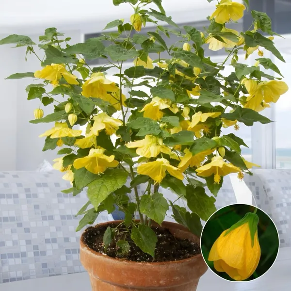 Yellow_Lantern_Hibiscus_🌺🌺🌺_Flower_Plant_(Pack_Of-1_)