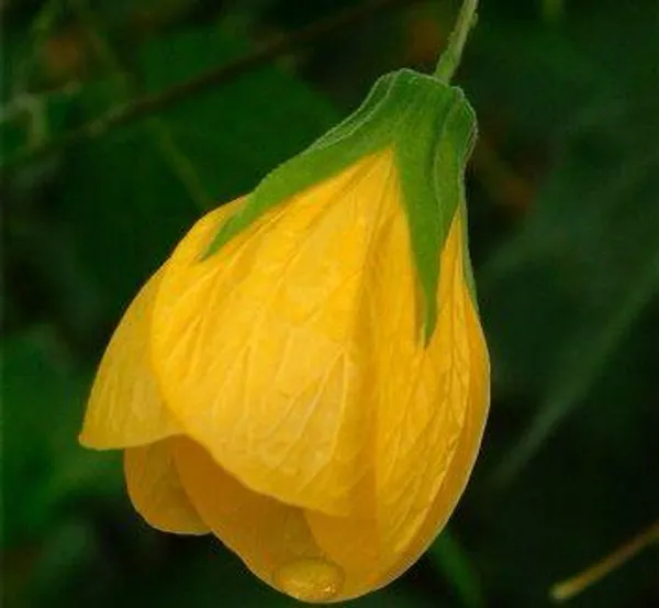 Yellow_Lantern_Hibiscus_🌺🌺🌺_Flower_Plant_(Pack_Of-1_)