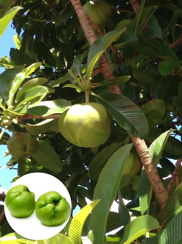 Hybrid_Elephant_Apple_Fruit_Plant_(Pack_Of-1_)