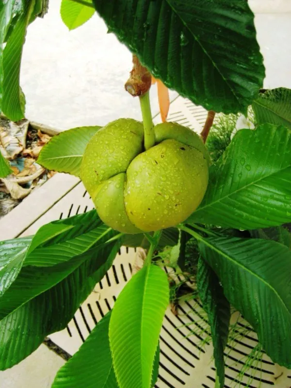 Hybrid_Elephant_Apple_Fruit_Plant_(Pack_Of-1_)