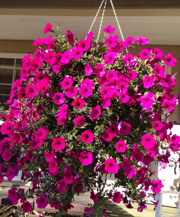 Pink_Petunia_Flower_Plant_(Pack_Of-1_)