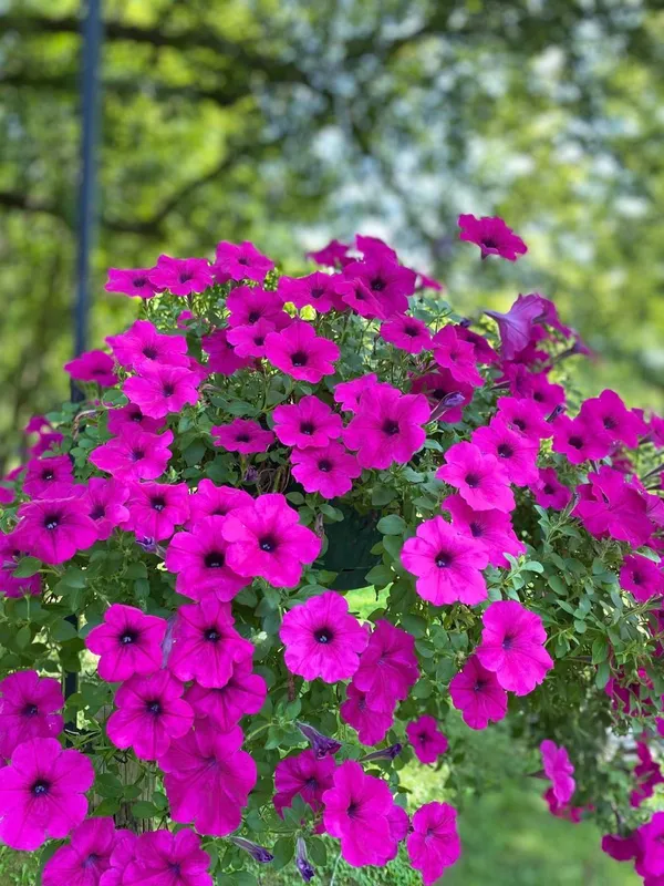 Pink_Petunia_Flower_Plant_(Pack_Of-1_)