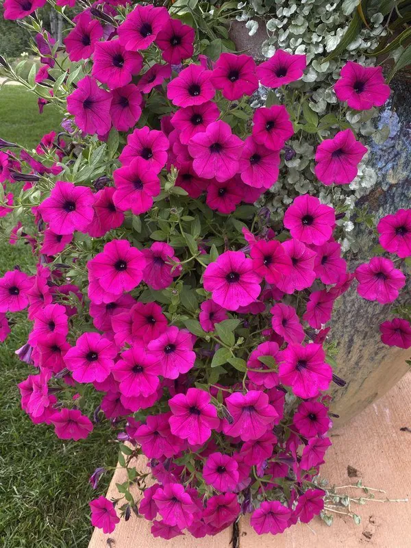Pink_Petunia_Flower_Plant_(Pack_Of-1_)