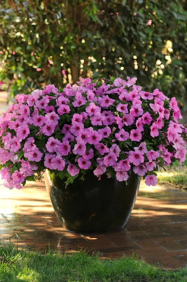 Pink_Petunia_Flower_Plant_(Pack_Of-1_)