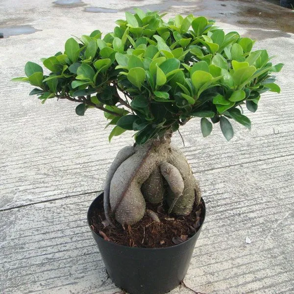 Ficus_Bonsai_Grafting_Plant_(Pack_Of-1_)