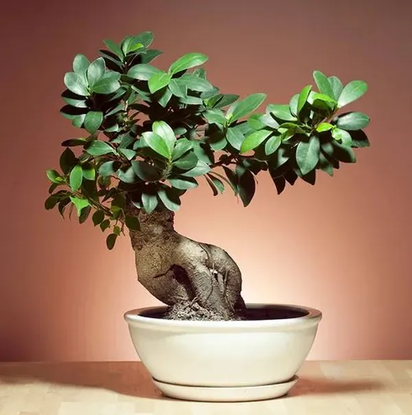 Ficus_Bonsai_Grafting_Plant_(Pack_Of-1_)