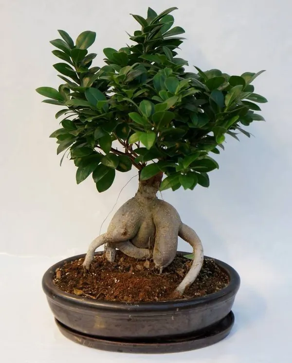 Ficus_Bonsai_Grafting_Plant_(Pack_Of-1_)