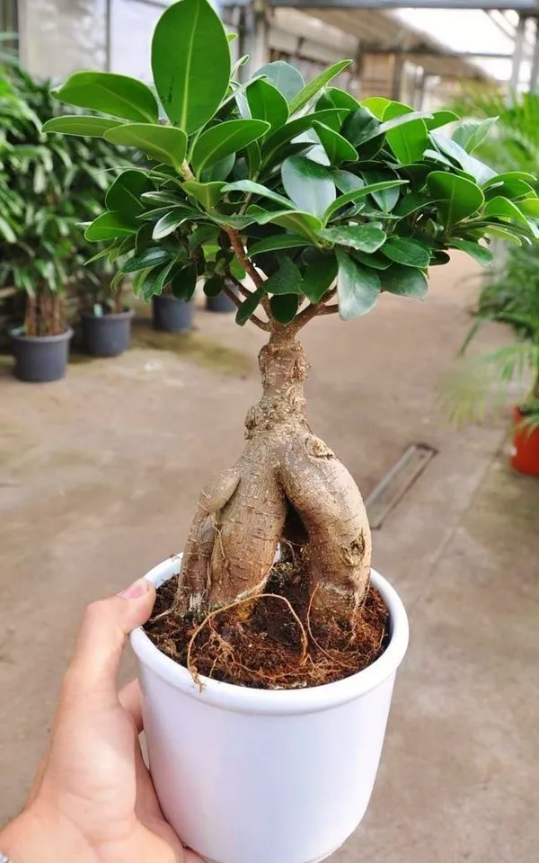 Ficus_Bonsai_Grafting_Plant_(Pack_Of-1_)