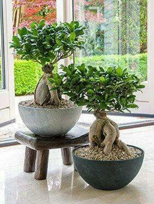 Ficus_Bonsai_Grafting_Plant_(Pack_Of-1_)