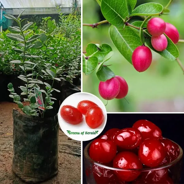 Sweet_Karonda_Fruit_Plant_(Hybrid_&_Grafting_)_Pack_Of-1