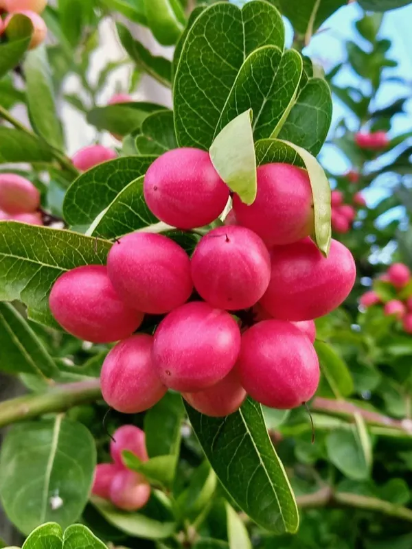 Sweet_Karonda_Fruit_Plant_(Hybrid_&_Grafting_)_Pack_Of-1