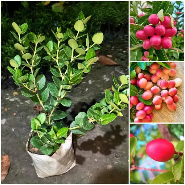 Sweet_Karonda_Fruit_Plant_(Hybrid_&_Grafting_)_Pack_Of-1