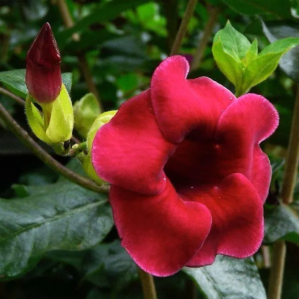 Hybrid_Red_Allamanda_Flower_Plant_(Pack_Of-1_)