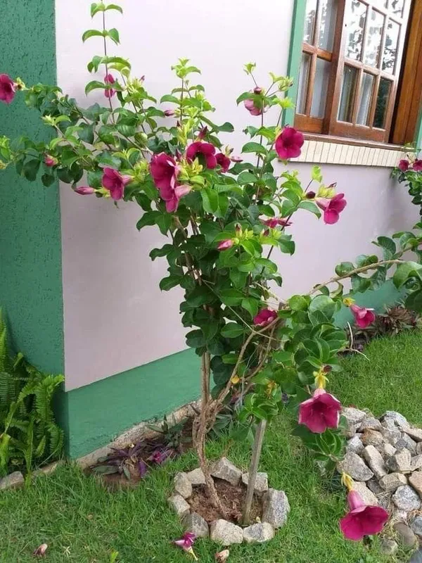 Hybrid_Red_Allamanda_Flower_Plant_(Pack_Of-1_)