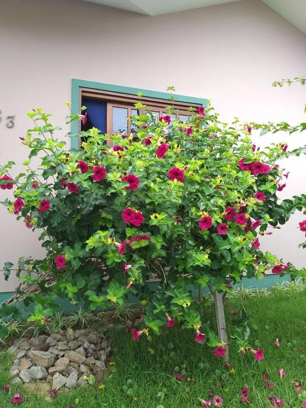 Hybrid_Red_Allamanda_Flower_Plant_(Pack_Of-1_)
