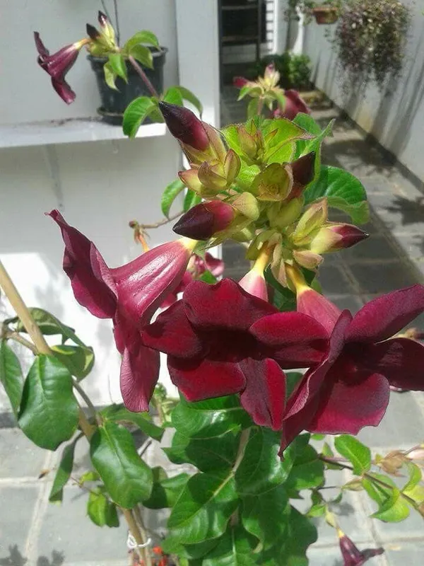 Hybrid_Red_Allamanda_Flower_Plant_(Pack_Of-1_)