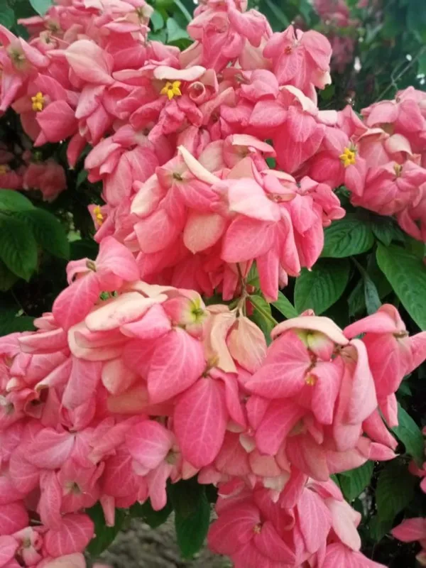 Hybrid_Mussaenda_Pink_Grafting_Plant_(Pack_Of-1)
