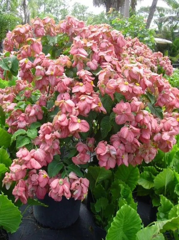 Hybrid_Mussaenda_Pink_Grafting_Plant_(Pack_Of-1)