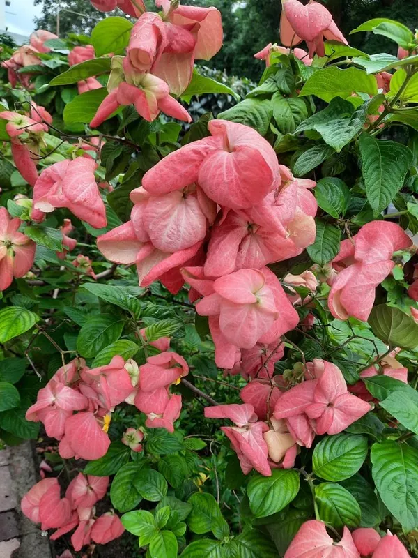 Hybrid_Mussaenda_Pink_Grafting_Plant_(Pack_Of-1)