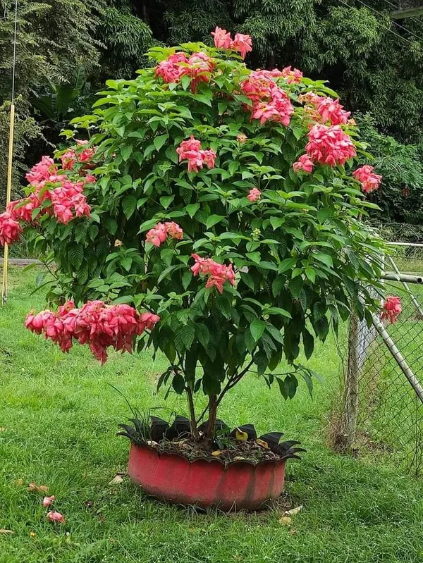 Hybrid_Mussaenda_Pink_Grafting_Plant_(Pack_Of-1)