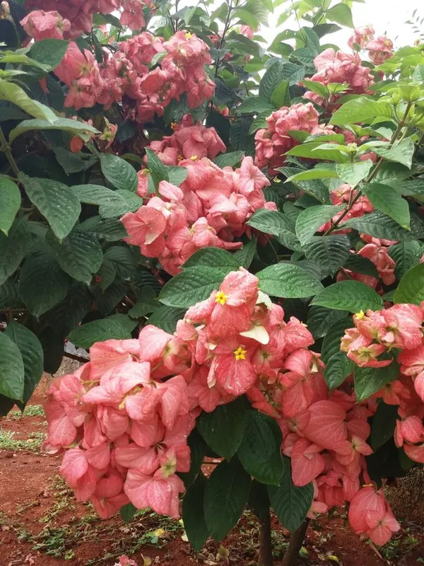 Hybrid_Mussaenda_Pink_Grafting_Plant_(Pack_Of-1)