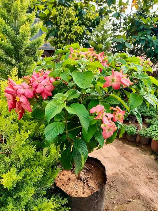 Hybrid_Mussaenda_Pink_Grafting_Plant_(Pack_Of-1)