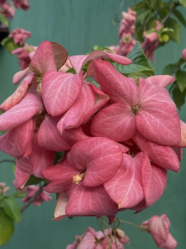 Hybrid_Mussaenda_Pink_Grafting_Plant_(Pack_Of-1)