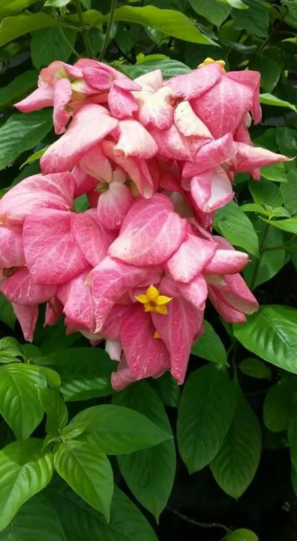 Hybrid_Mussaenda_Pink_Grafting_Plant_(Pack_Of-1)