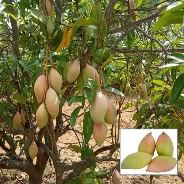 Totapuri_Mango_🥭🥭🥭_Fruit_Plant_(Hybrid_&_Grafting_)_Pack_Of-1